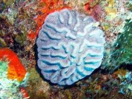 IMG 3343 Ridged Cactus Coral